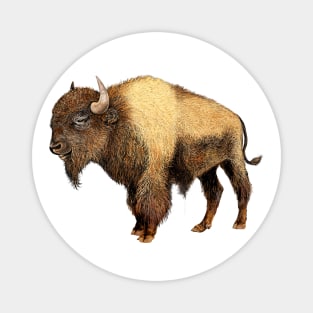 Bison Magnet